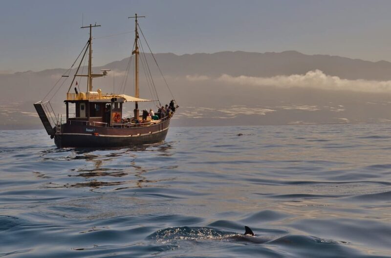 La Palma: 4 Stunden Bussard Classic Tour - What makes the Bussard Classic Tour stand out?