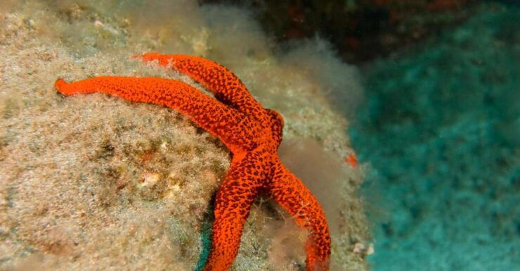 La Palma: Atlantic Snorkeling Tour With Full Gear Rental - Activity Details