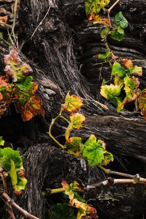 La Palma: Bodegas Teneguia Winery Tour With Wine Tasting - Winery Highlights