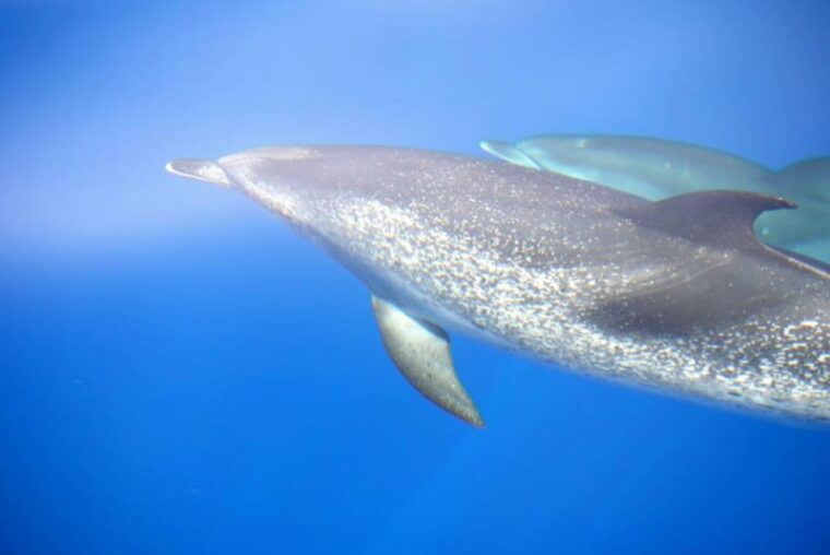 La Palma: Bussard Premium Tour Marine Biology & Nature - Culinary Experience Onboard