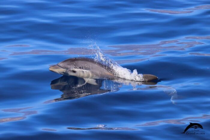 La Palma: Bussard Premium Tour Marine Biology & Nature - Feedback and Reviews