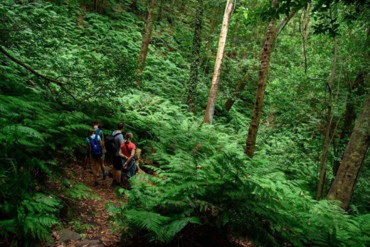 La Palma: Cubo De La Galga (Trekking Tour) - Good To Know