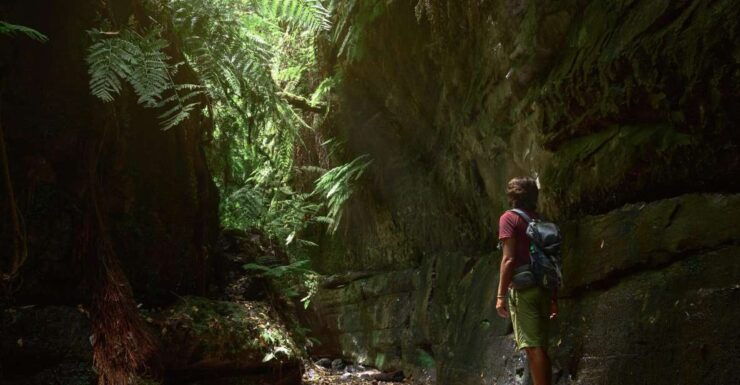 La Palma: Cubo De La Galga (Trekking Tour) - Booking Details