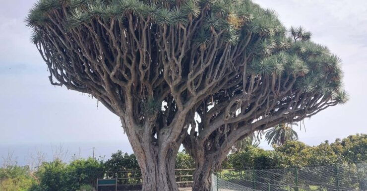 La Palma: Discover the Beautiful Island With an Electric Bike - Good To Know