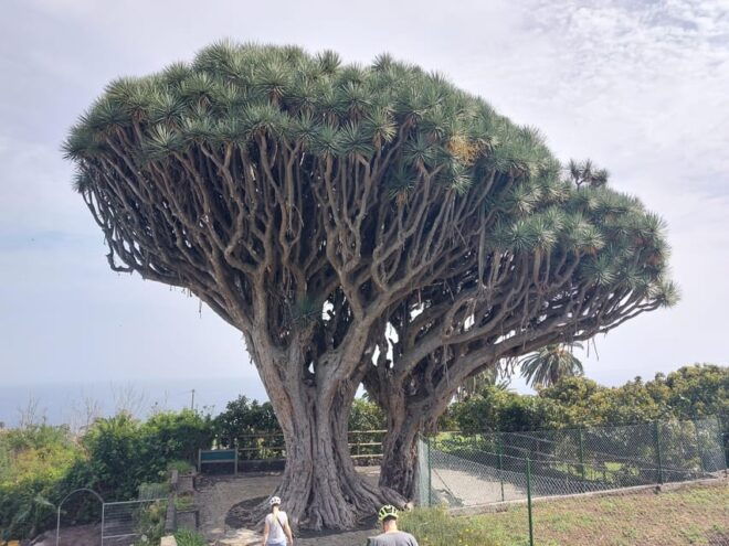La Palma: Discover the Beautiful Island With an Electric Bike - Navigate With Smartphone App