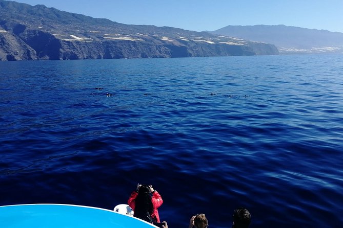 La Palma Dolphin and Whale Cruise - Meeting and Pickup