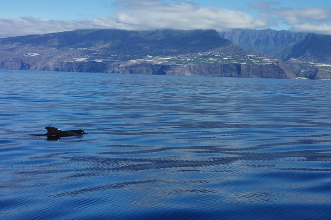 La Palma Dolphin and Whale Cruise - End Point and Cancellation Policy