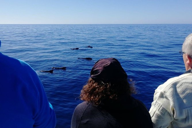 La Palma Dolphin and Whale Cruise - Reviews and Pricing