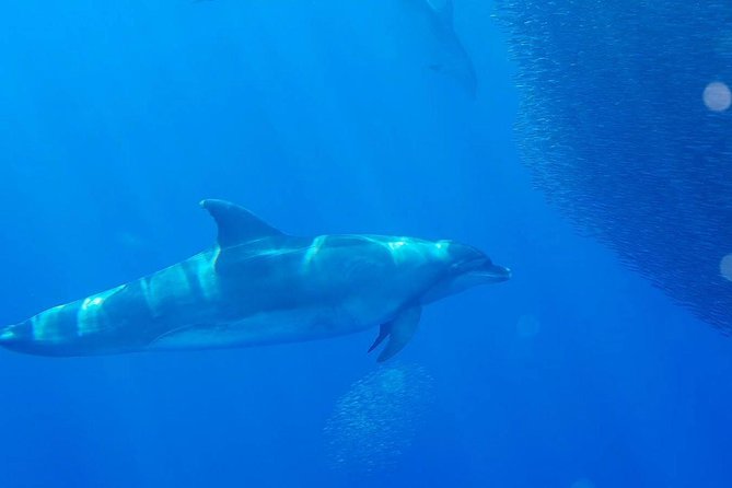 La Palma Dolphin and Whale Cruise - Directions