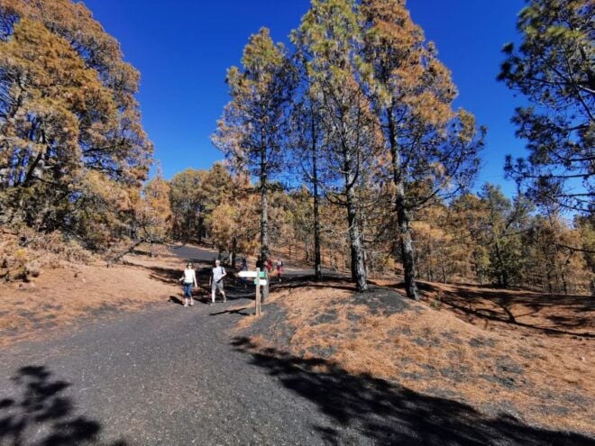 La Palma: Guided Tour to the New Tajogaite Volcano Transfer - Highlights of the Tour