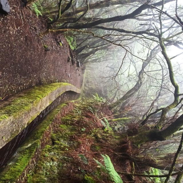 La Palma: Guided Trekking Tour Springs Marcos and Cordero - Tour Overview