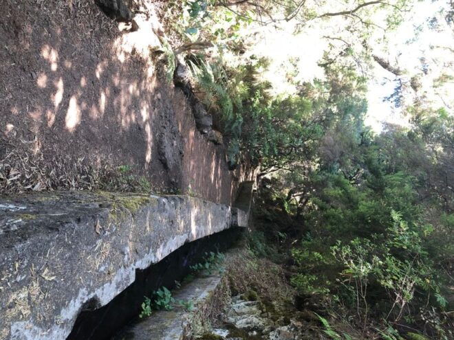 La Palma: Guided Trekking Tour Springs Marcos and Cordero - Tour Description
