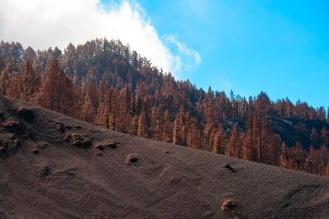 La Palma: Guided Volcano Trekking Tour - Full Description