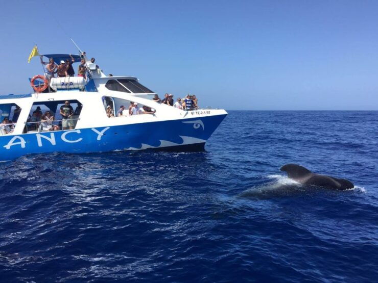 La Palma: Observación De Vida Salvaje Y Tour En Barco De Cumbre Vieja - Activity Details