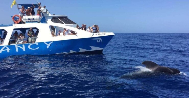 La Palma: Observación De Vida Salvaje Y Tour En Barco De Cumbre Vieja - Experience Highlights