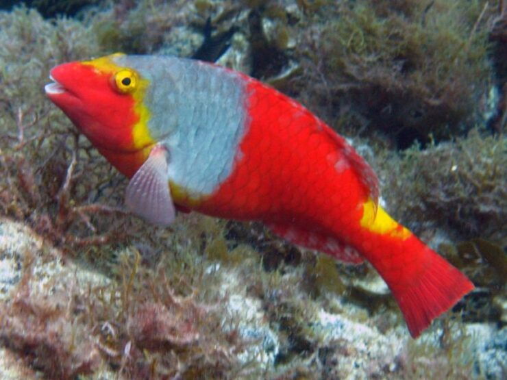 La Palma: SSI Try Scuba Program - Activity Details
