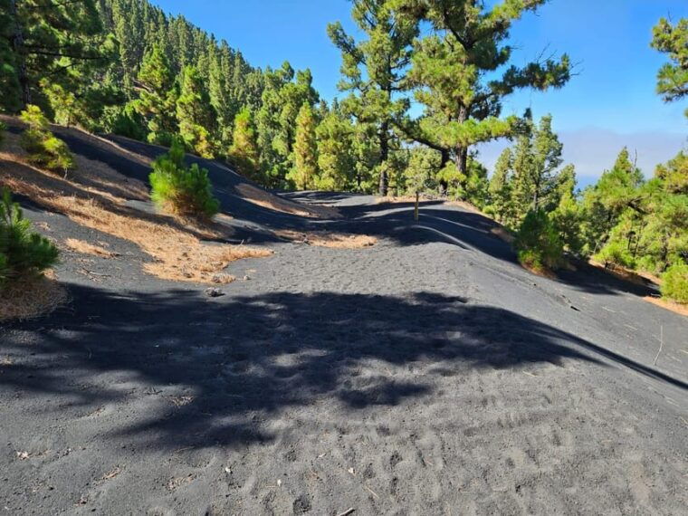 La Palma: Tour to the New Tajogaite Volcano 360º. - Observing the Regrowing Flora