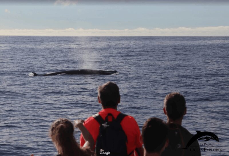 La Palma: Whale Watching Experience and Coastal Highlights - An In-Depth Look at the Whale Watching Tour in La Palma