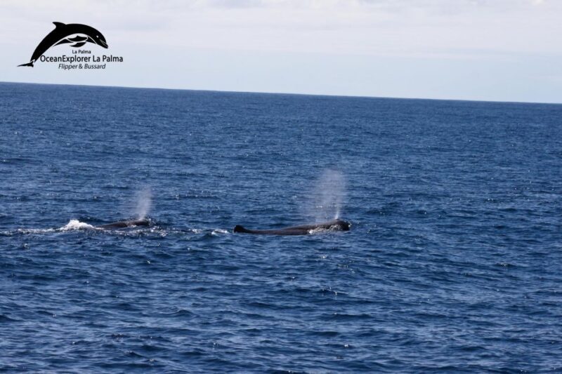 La Palma: Whale Watching Experience and Coastal Highlights - FAQ