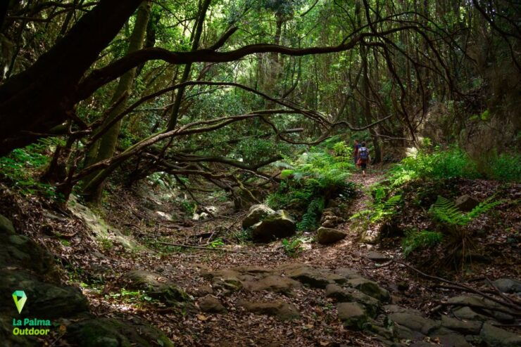La Palma: Zarza Archaeological Park Guided Trek - Trek Details