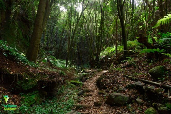 La Palma: Zarza Archaeological Park Guided Trek - Language Options