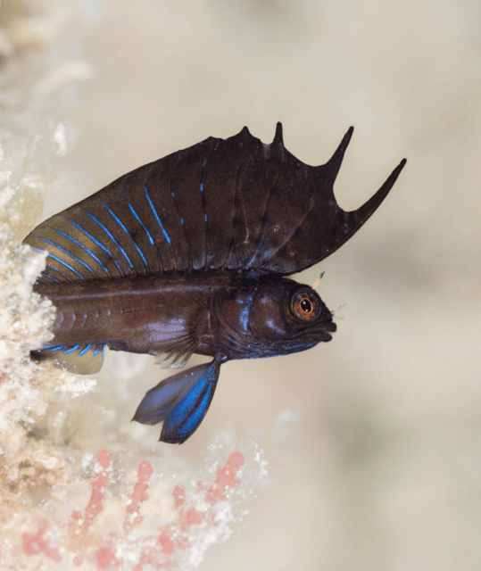 La Paz: 2 Tank Diving Experience - Good To Know