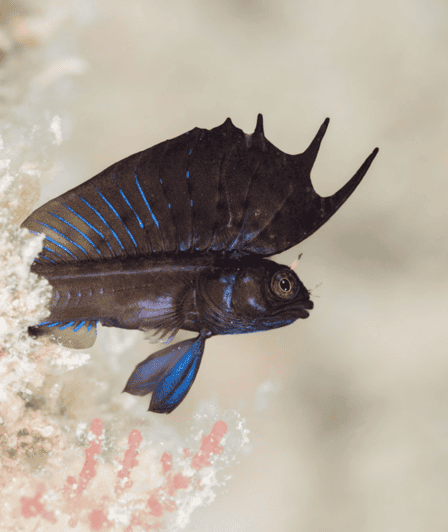 La Paz: 2 Tank Diving Experience - Dive Experience