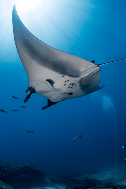 La Paz: 2 Tank Diving Experience - Gear Preparation