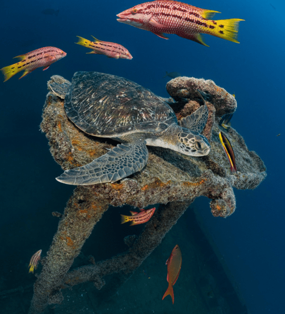 La Paz: 2 Tank Diving Experience - Frequently Asked Questions