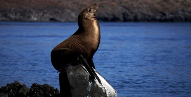 La Paz: Balandra and San Rafaelito Private Boat Tour - Exploring Balandra Beach