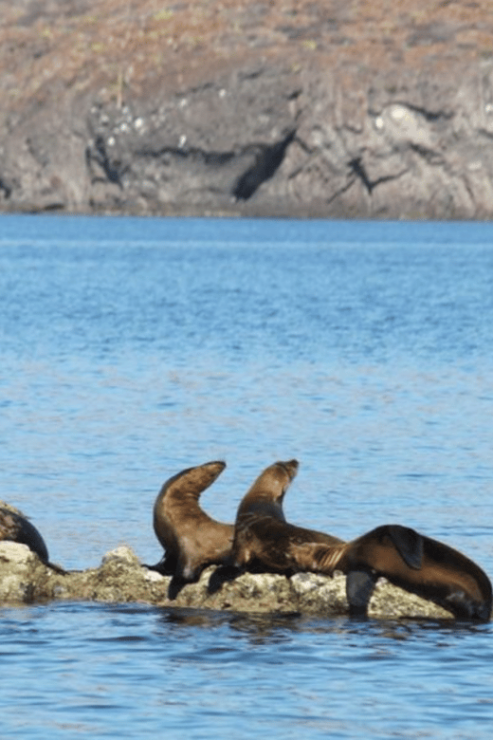La Paz: Balandra Bay Private Boat Tour - Good To Know