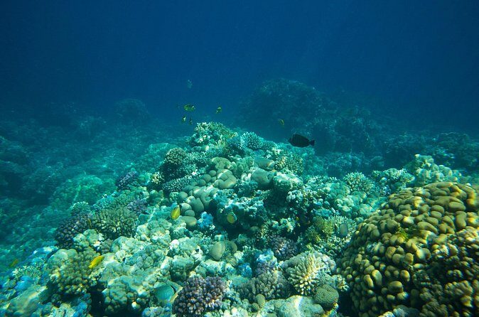 La Paz: Coral Farm Snorkel Tour - The Sum Up