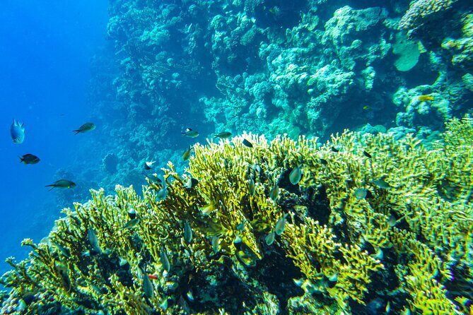 La Paz: Coral Farm Snorkel Tour - FAQ