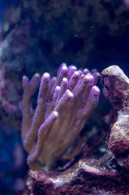 La Paz: Coral Farm Snorkel Tour - Good To Know