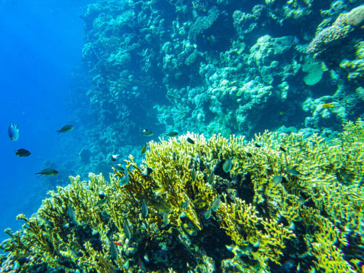 La Paz: Coral Farm Snorkel Tour - Coral Farm Snorkel Experience