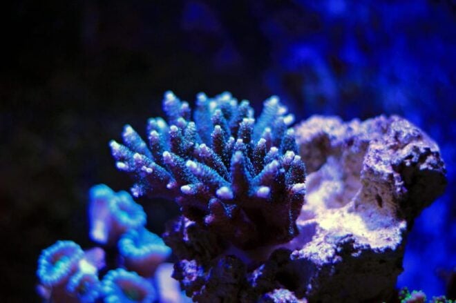 La Paz: Coral Farm Snorkel Tour - Restored Ecosystems and Biodiversity
