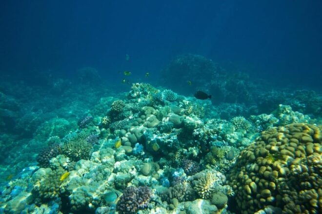 La Paz: Coral Farm Snorkel Tour - Snorkeling Equipment Included
