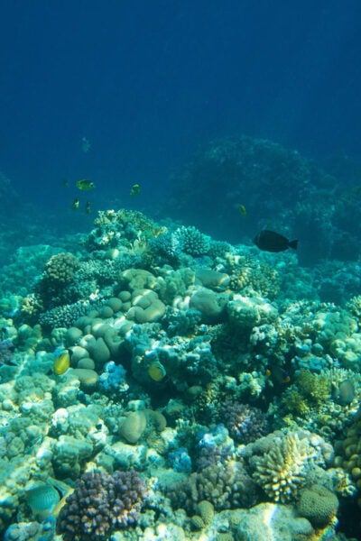 La Paz: Coral Farm Snorkel Tour - Frequently Asked Questions