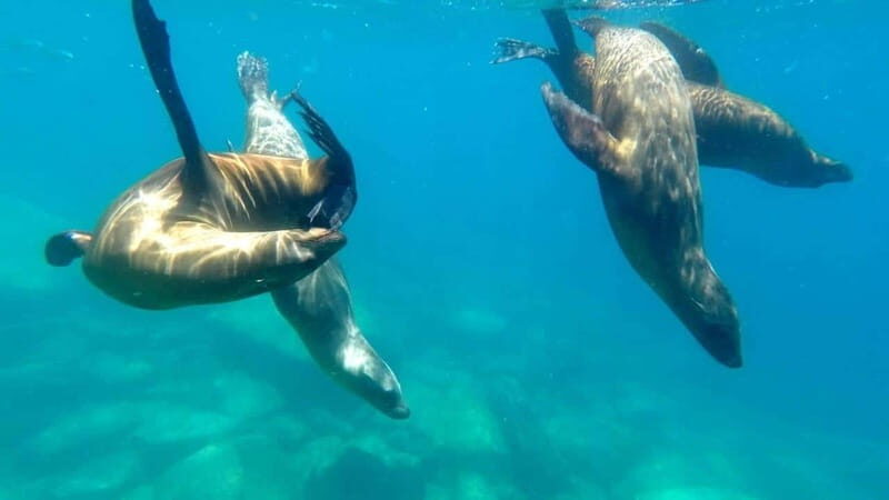 La Paz: Day Cruise & Snorkelling (w/sea lions) Food & Drinks - The Sum Up