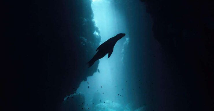La Paz: Dive With Sea Lions - Experience and Activities
