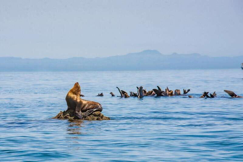 La Paz: Espiritu Santo Island Tour - La Paz: Espiritu Santo Island Tour — A Complete Guide to an Unforgettable Day