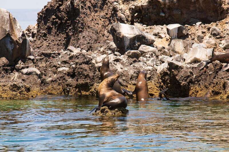 La Paz: Espiritu Santo Island Tour - The Experience — What It Feels Like