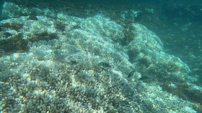 La Paz: Espiritu Santo Island Tour - Customer Reviews