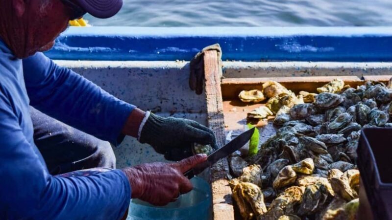 La Paz: Mangrove Adventure, Snorkeling and Shellfish Tasting - Good To Know