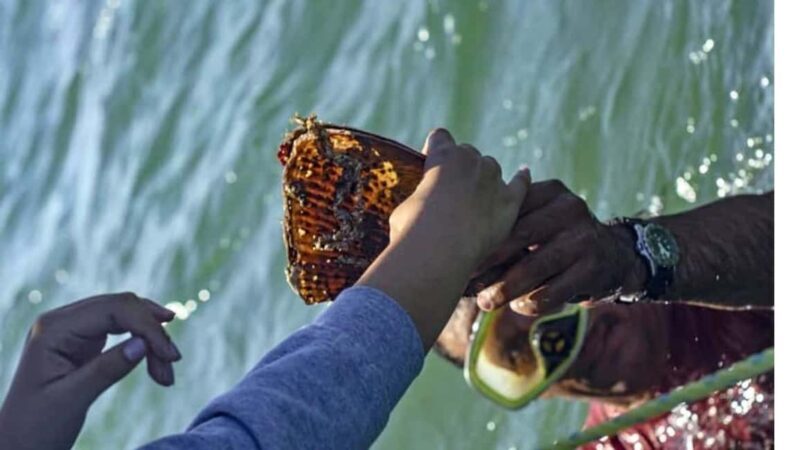 La Paz: Mangrove Adventure, Snorkeling and Shellfish Tasting - Who Will Love This Tour?