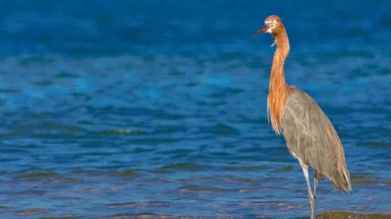 La Paz: Mangrove Adventure, Snorkeling and Shellfish Tasting - The Sum Up