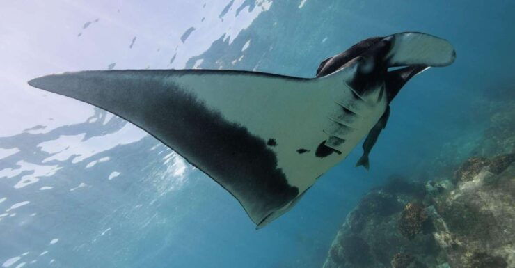 La Paz: Manta Ray Dive at La Reina - Booking Information