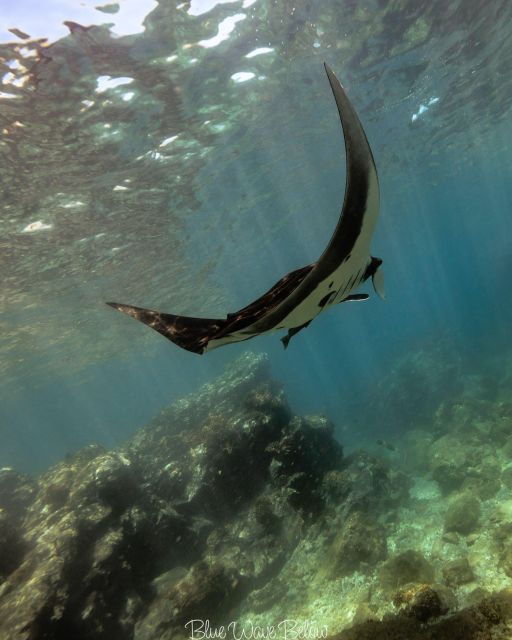 La Paz: Manta Ray Dive at La Reina - Experience Details