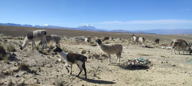 La Paz: Mountain Chacaltaya and Moon Valley Guided Day Tour - Tour Highlights