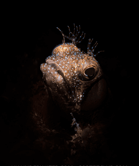 La Paz: Night Dive Experience - Service Features